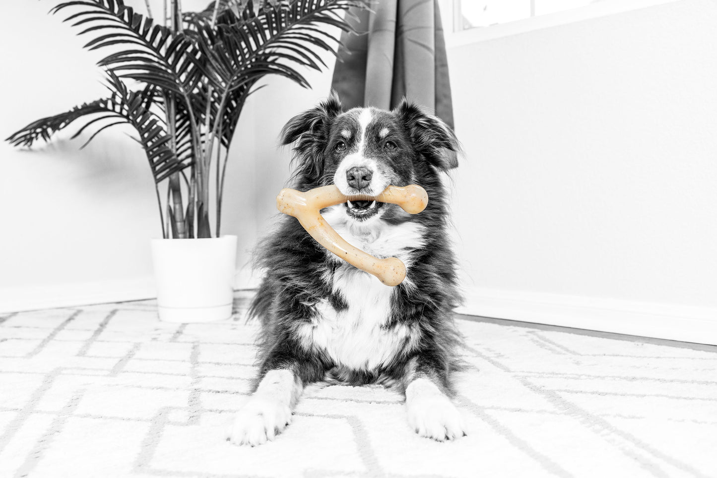 BarkBone Natural Instincts Wishbone Bacon-Infused Nylon Dog Chew