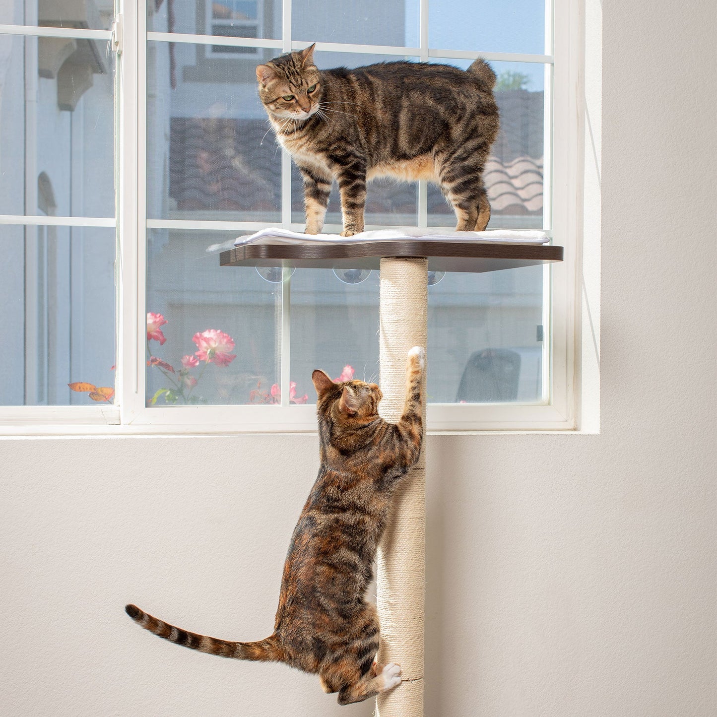 PetFusion Ultimate Cat Window Climbing Perch