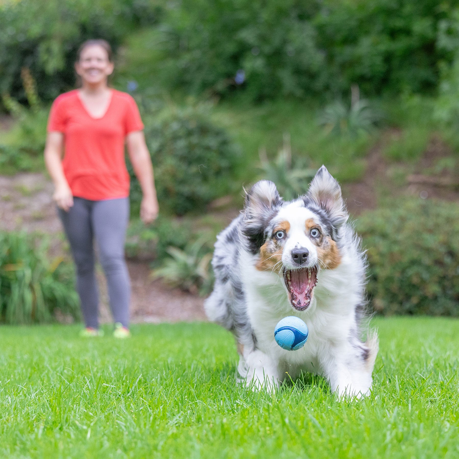 Chuckit! Bacon Sniff Fetch Ball