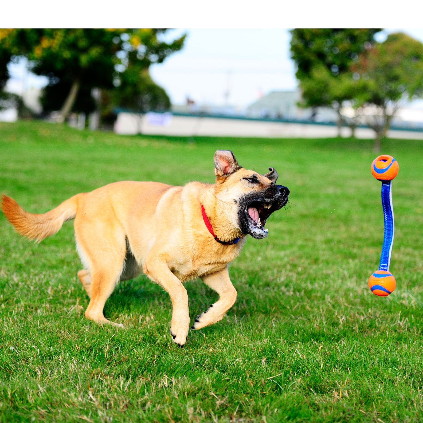 Chuckit! Ultra Duo Tug Dog Toy