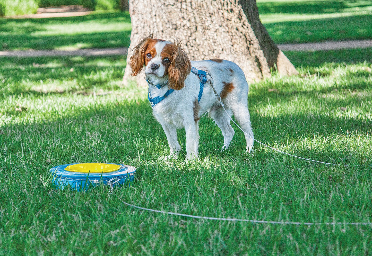 Aspen Pet Stay A Round - BLUE/YELLOW / LARGE