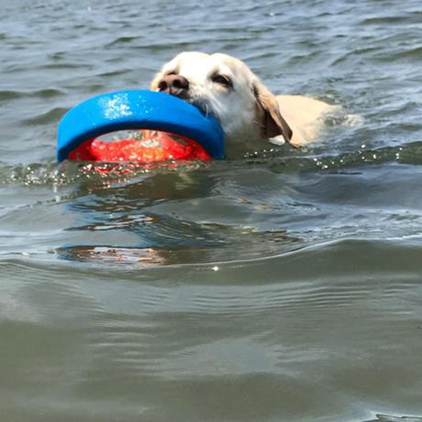 Chuckit! Fetch Wheel Dog Toy