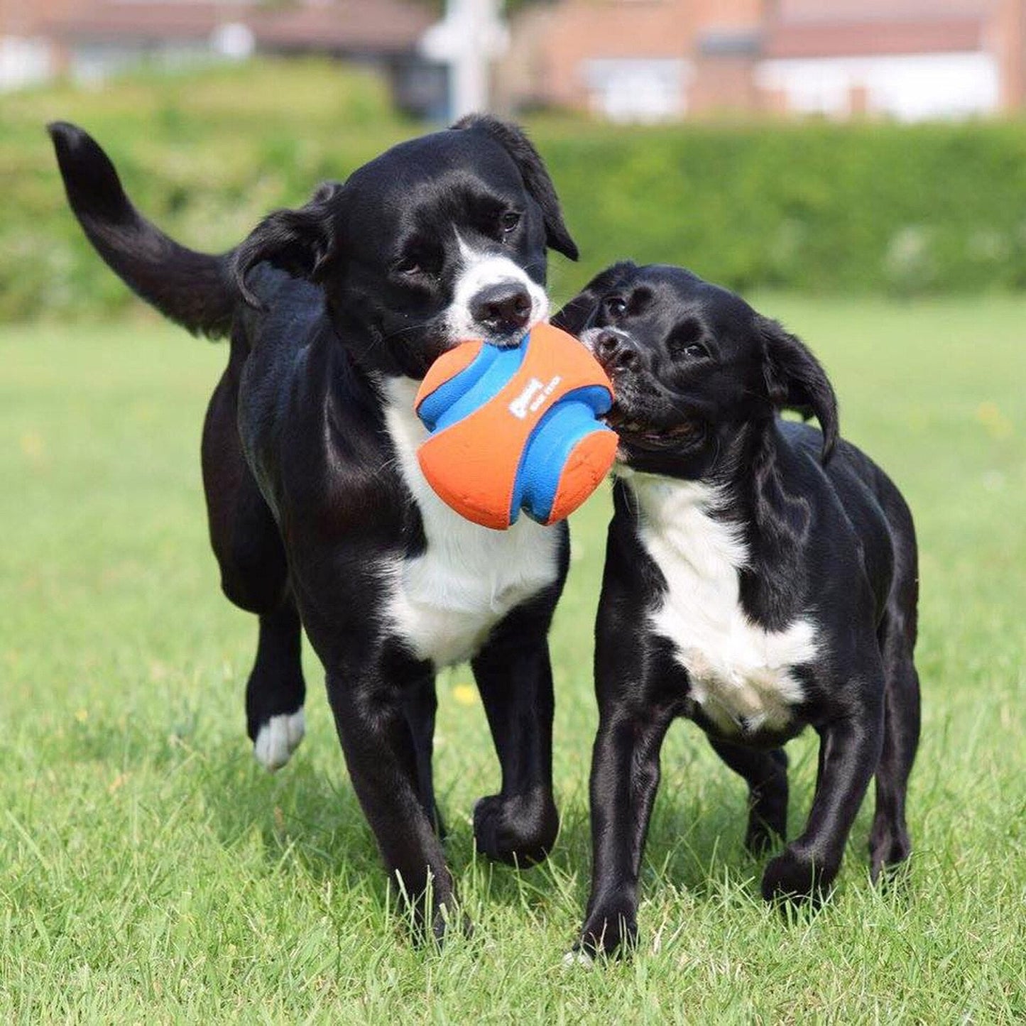 Chuckit! Kick Fetch Dog Toy