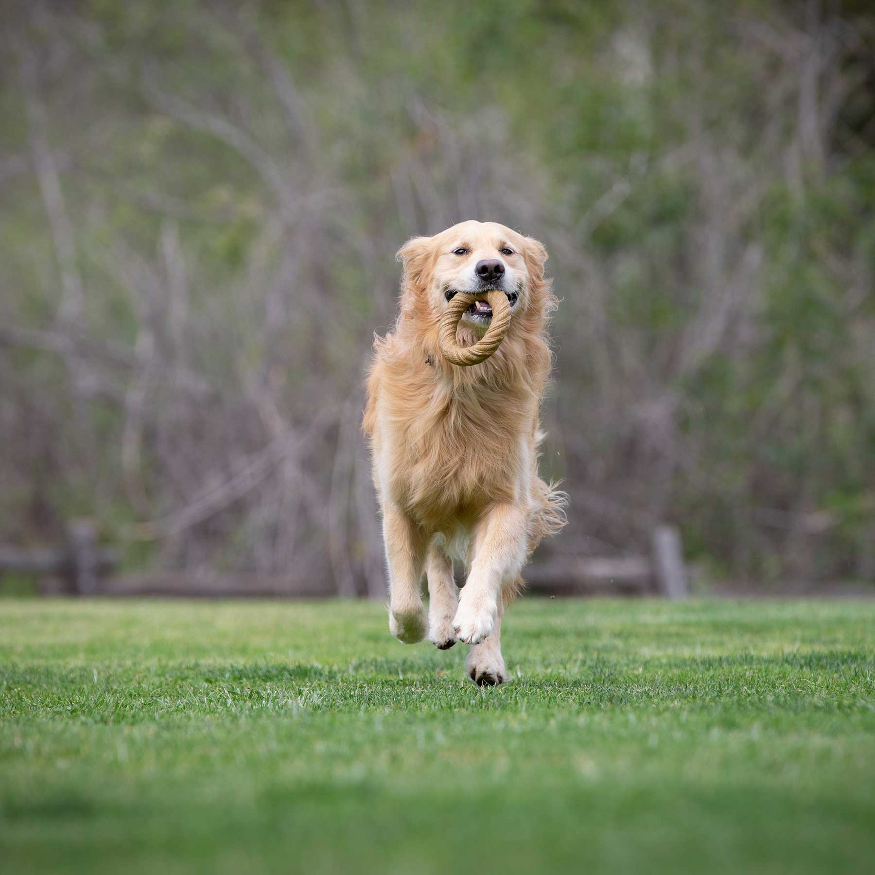 BarkBone Natural Instinct Peanut Butter Infused Nylon Chew Ring