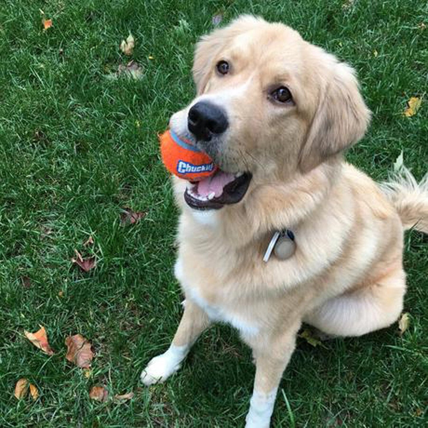 Chuckit! Tennis Balls for Dogs