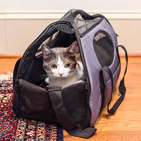 Gen7Pets Small Carry-Me Pet Carrier