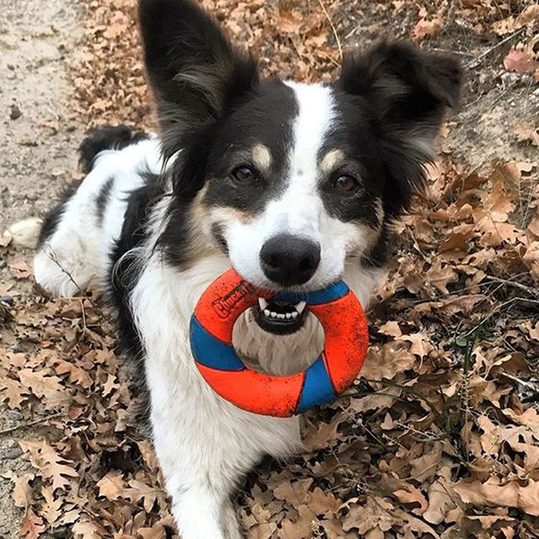 Chuckit! Slobber Free Fetch Value Pack