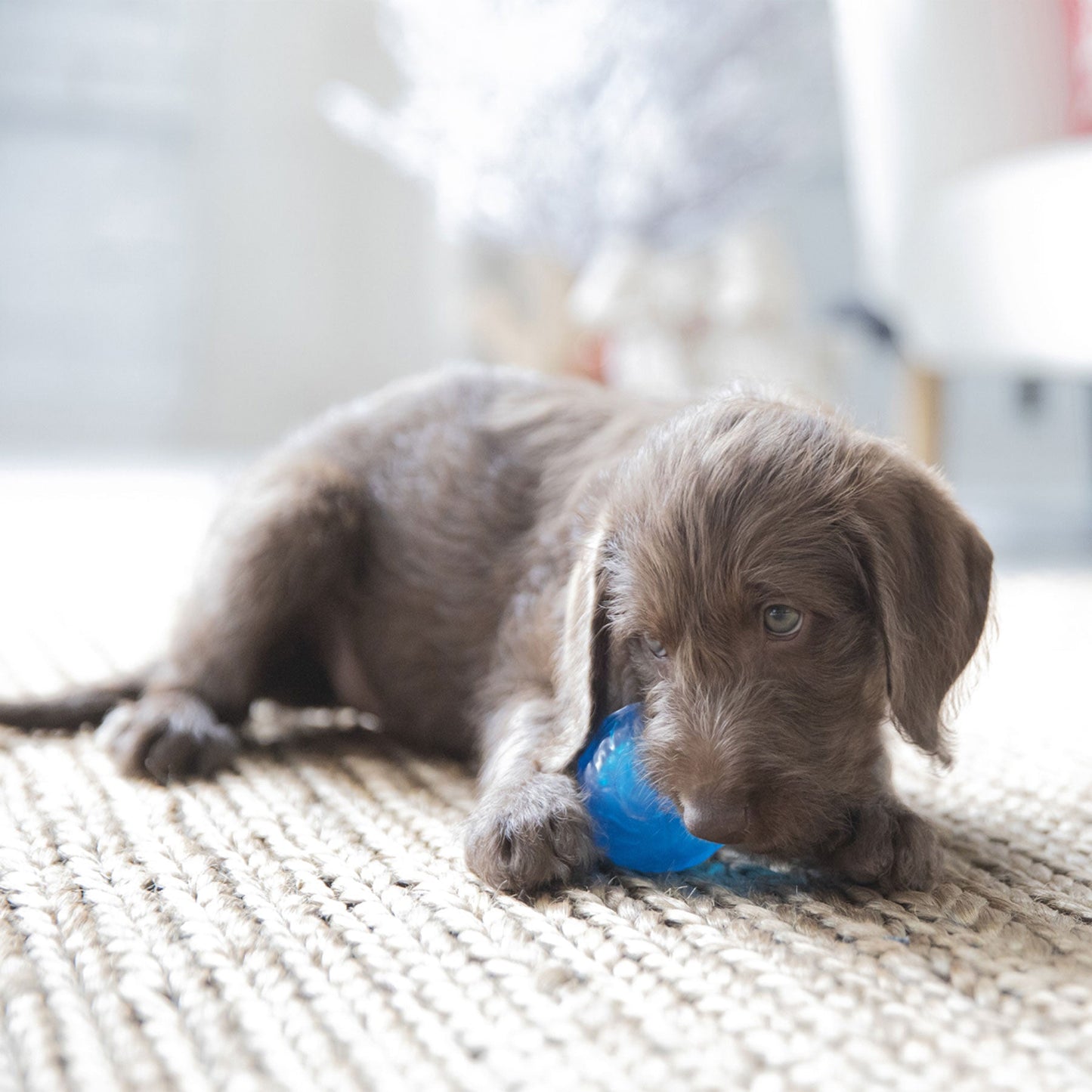 JW Sloth Squeaky Ball Dog Toy