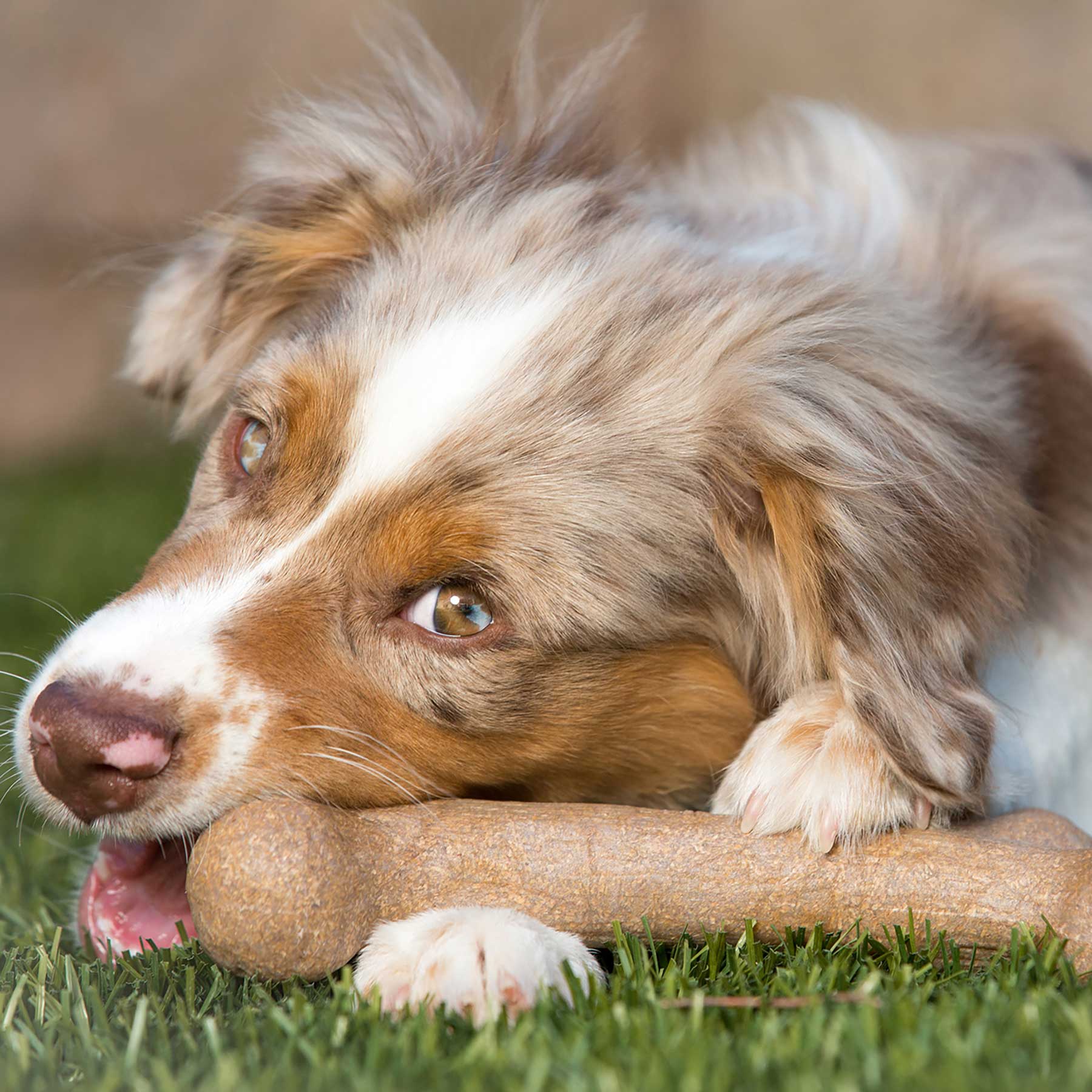 BarkBone Natural Instincts Bacon-Infused Dinosaur Nylon Dog Chew