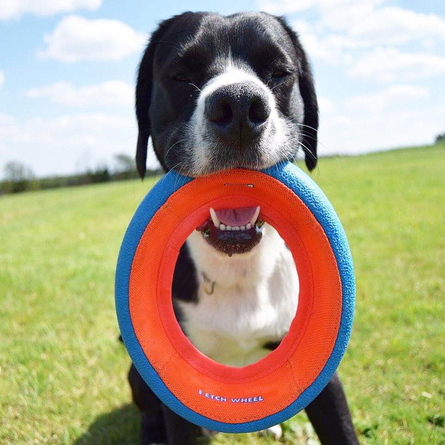 Chuckit! Fetch Wheel Dog Toy