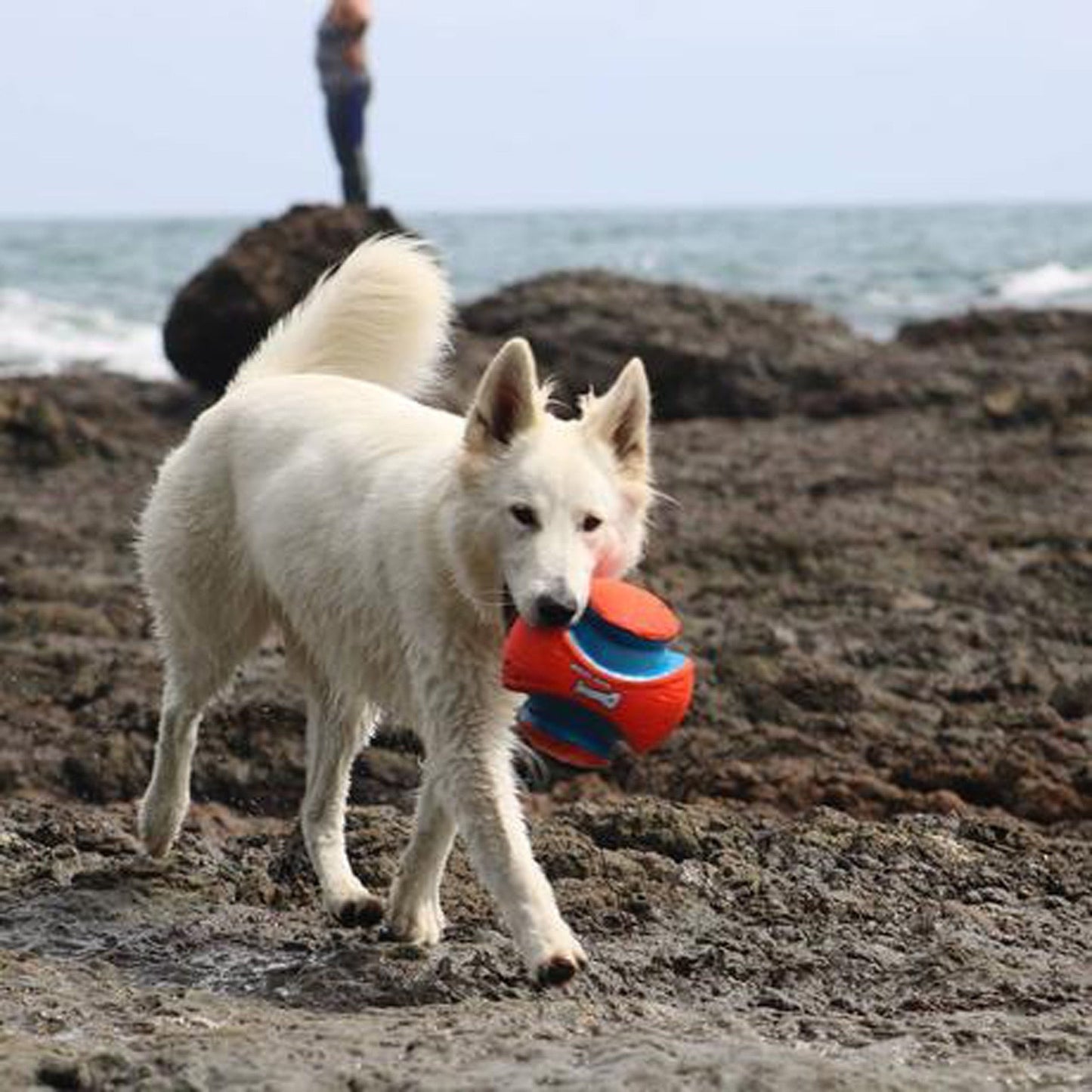 Chuckit! Kick Fetch Dog Toy