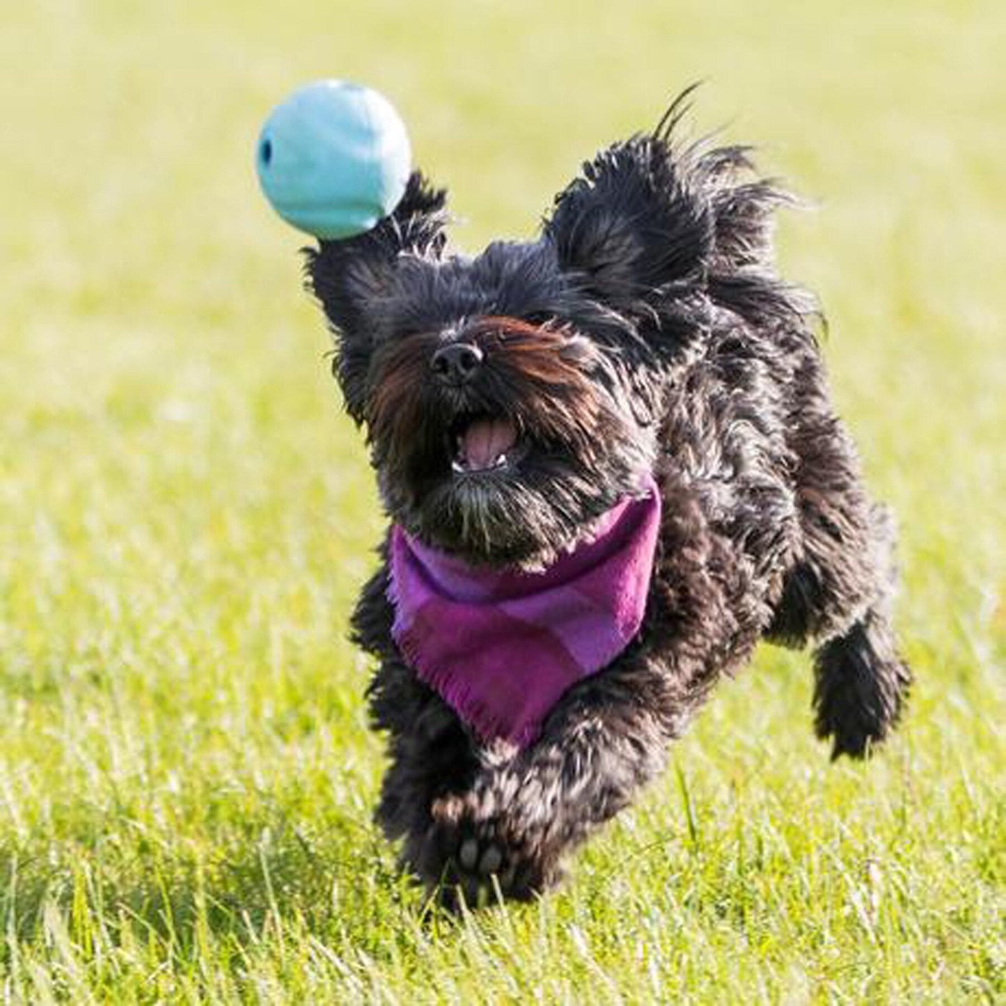 Chuckit! The Whistler Dog Toy