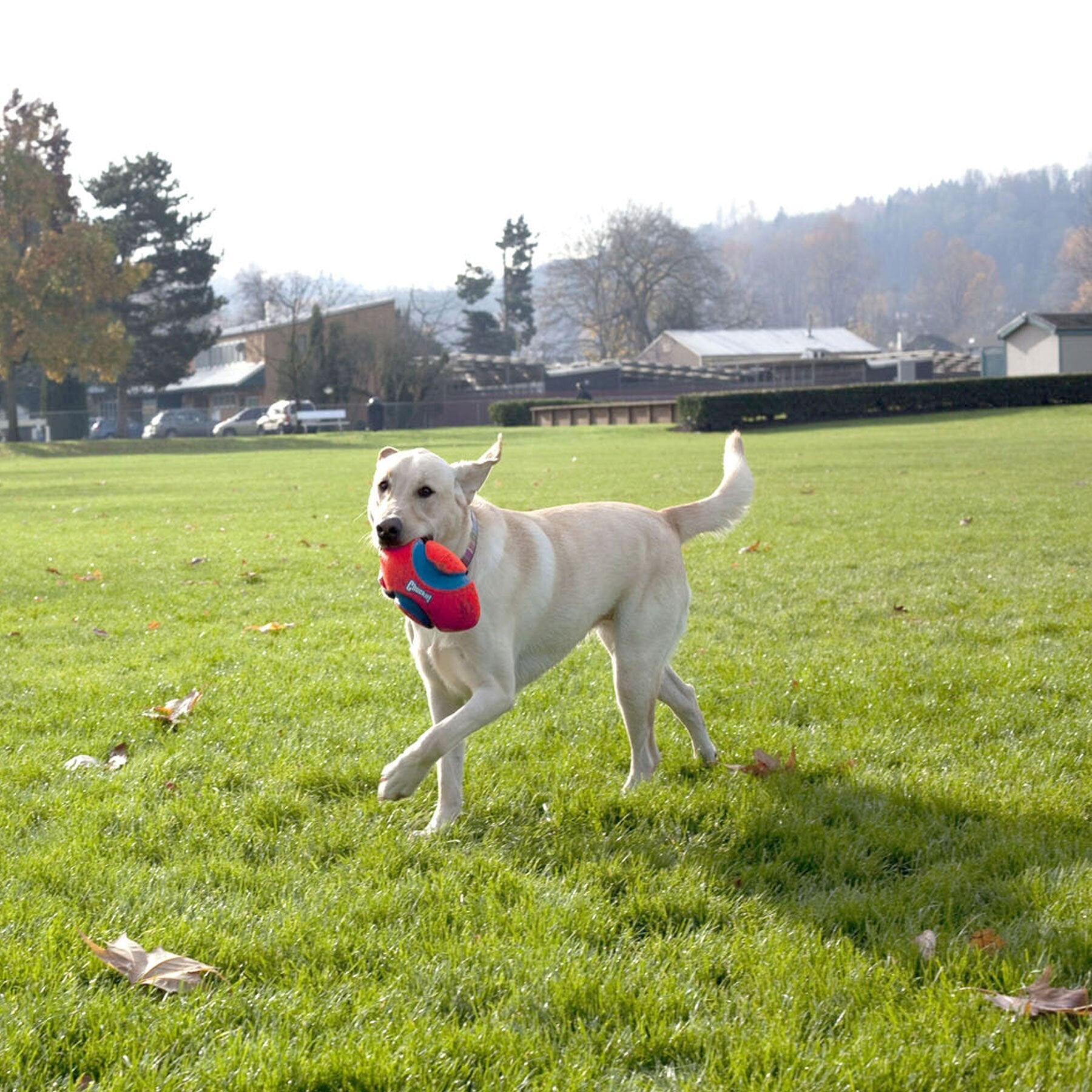 Chuckit! Fumble Fetch