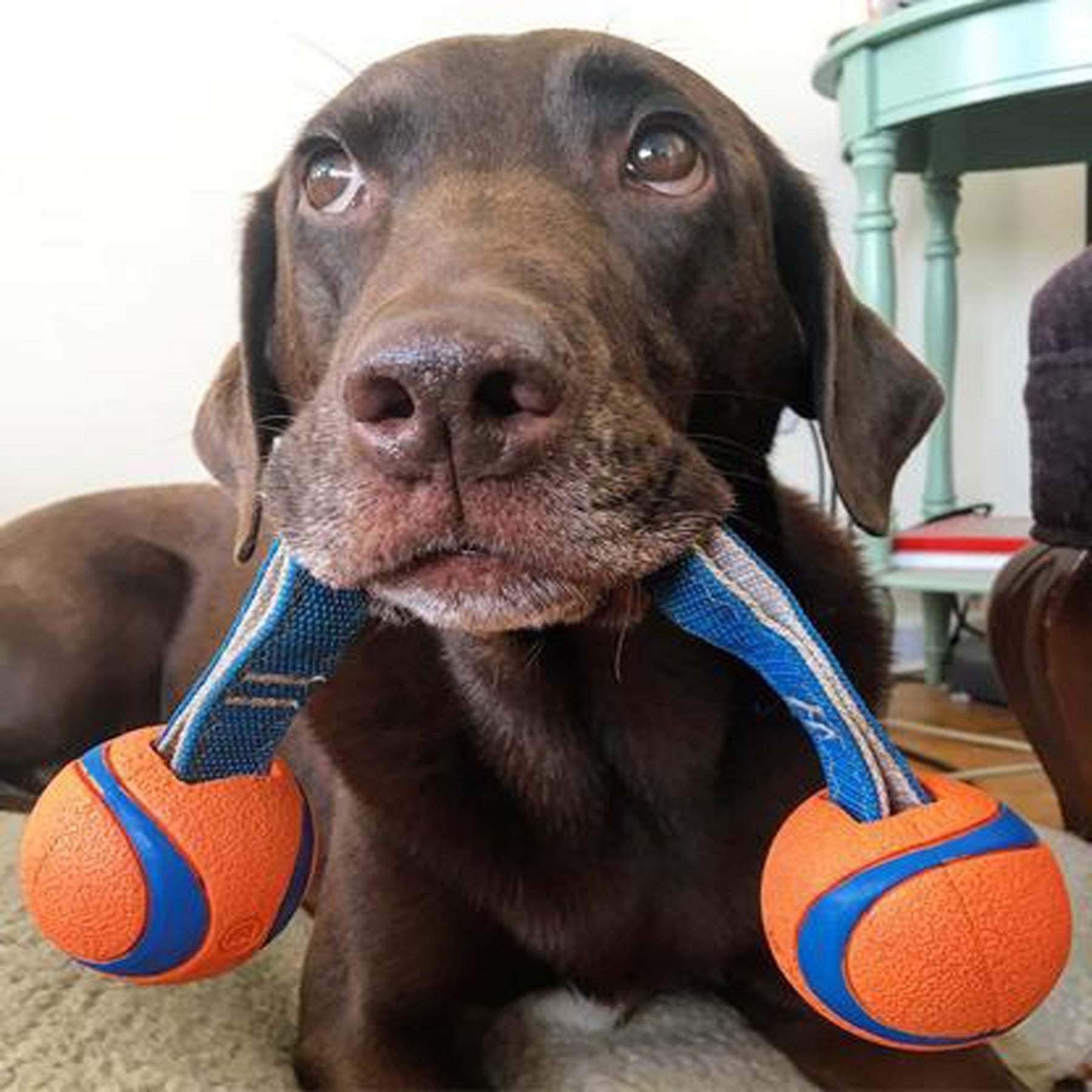 Chuckit! Ultra Duo Tug Dog Toy