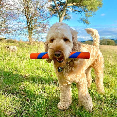 Chuckit! Ultra Fetch Stick