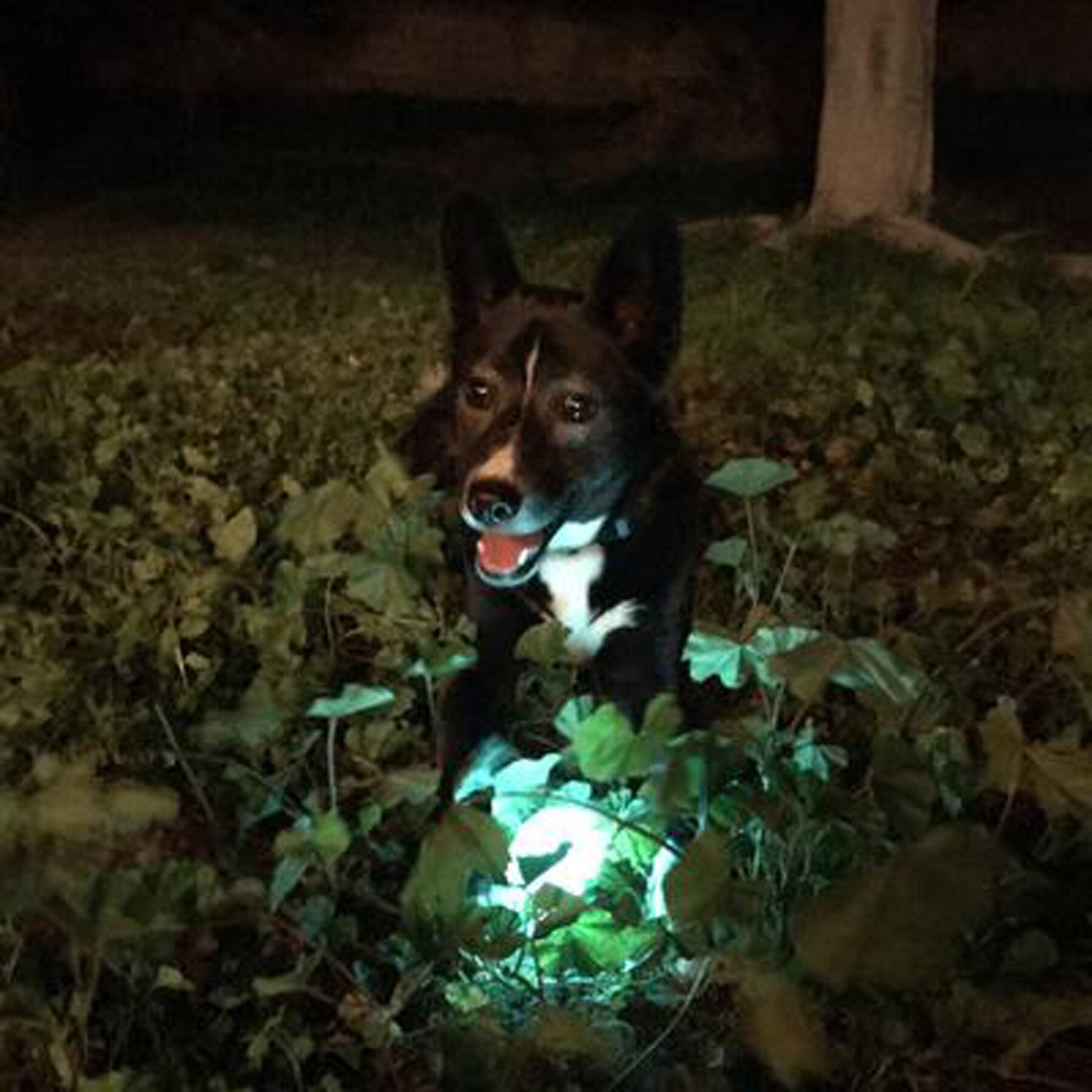 Chuckit! Max Glow Fetch Ball