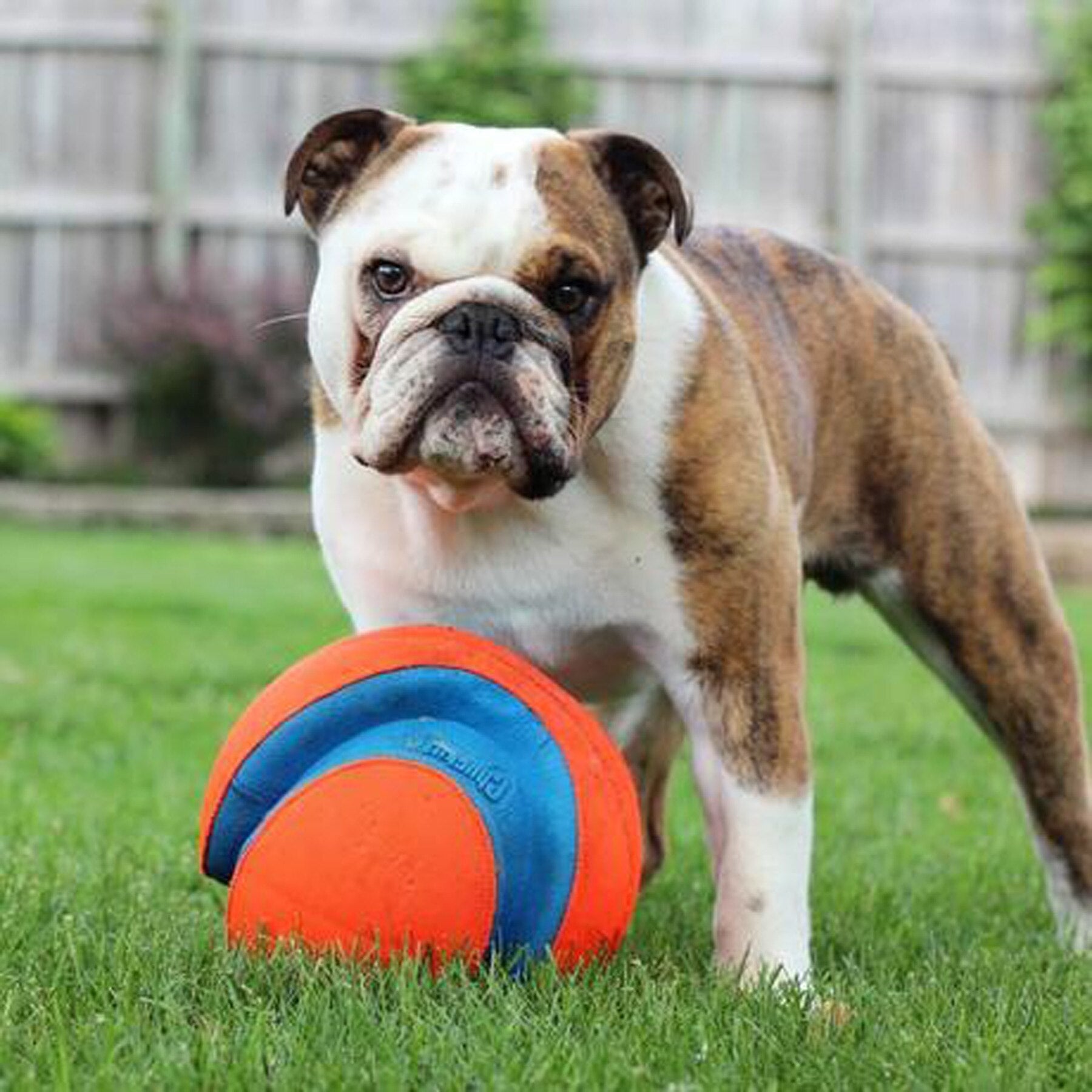 Chuckit! Kick Fetch Dog Toy