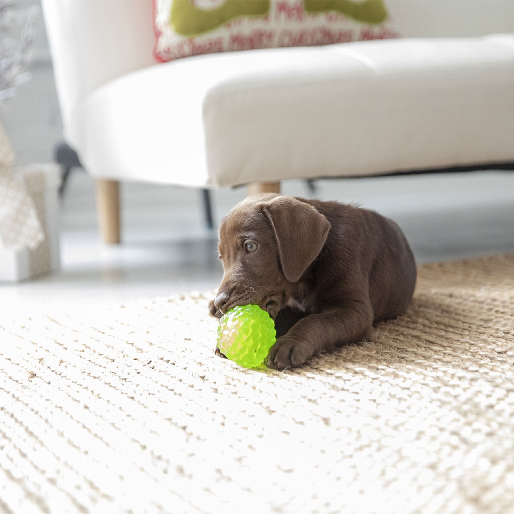 JW Hedgehog Squeaky Ball Dog Toy