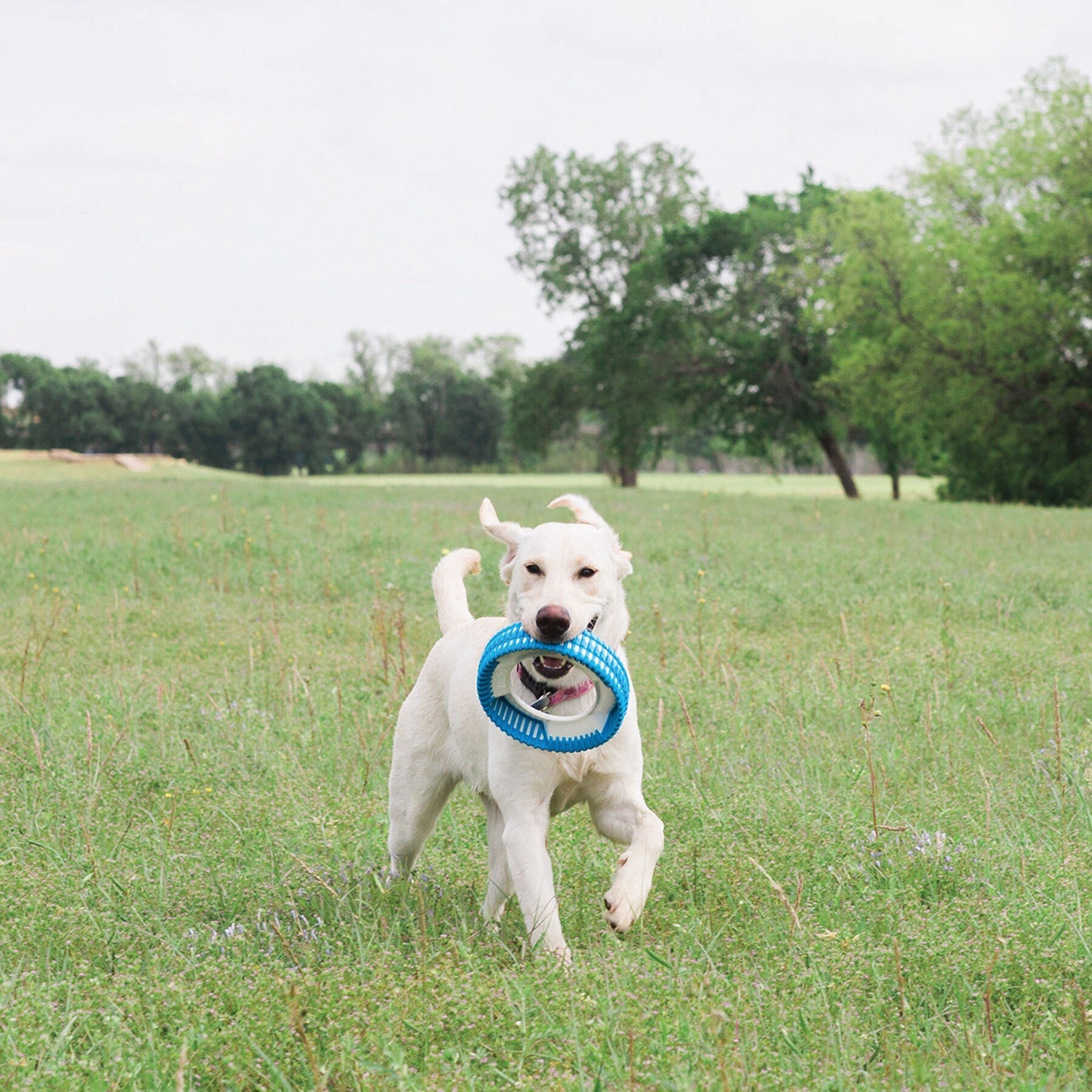 Chuckit! Rugged Fetch Wheel