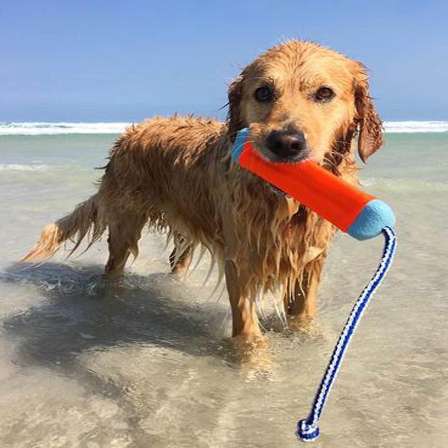 Chuckit! Amphibious Bumper Floating Dog Toy