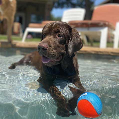 Chuckit! Amphibious Mega Ball